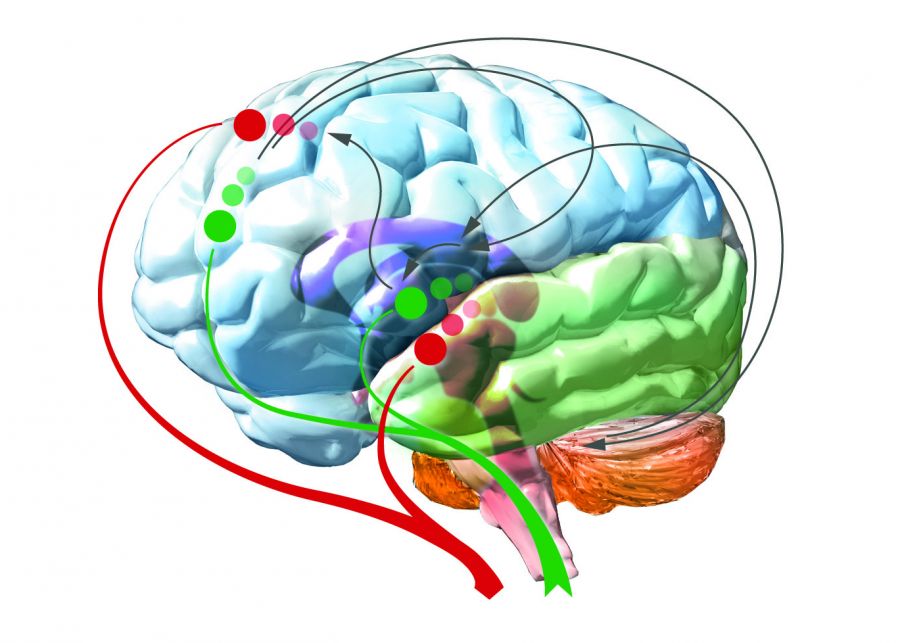 Grafik: Gehirn des Menschen