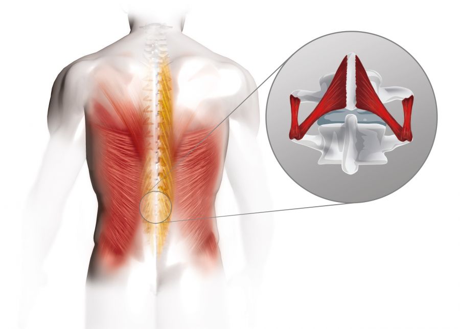 Grafik: Aufbau der Muskelschichten entlang der Wirbels&auml;ule