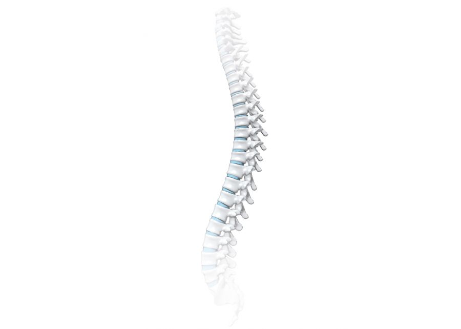 Grafik: Wirbels&auml;ule und Bandscheiben